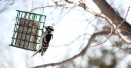 How to Make Suet Cakes for the Birds | Martha Stewart
