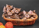 Easy Homemade Formula Recipe For Kittens | Cuteness