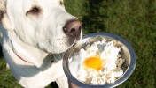 20 Most Healthy Homemade Dog Food Recipes Your …