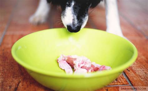 BARF Diet for Dogs: A Comprehensive Guide - Darwin's Pet