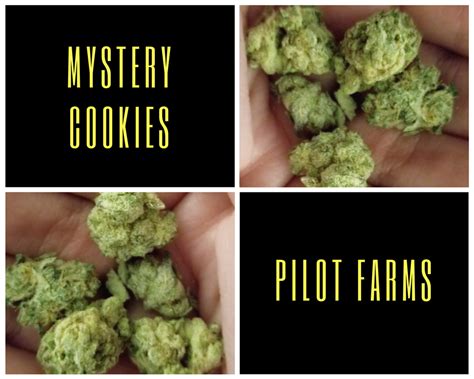 Mystery Cookies by Pilot Farms | World Of Weed