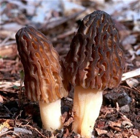 Cooking wild mushrooms | Mushroom
