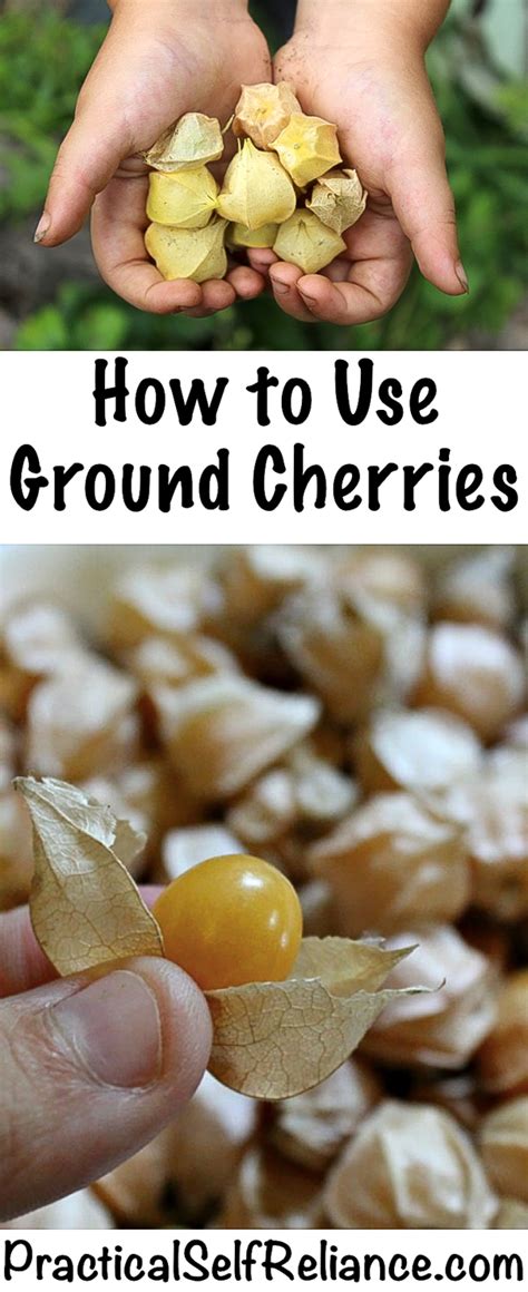 How to Use Ground Cherries (Husk Cherries) - Practical …