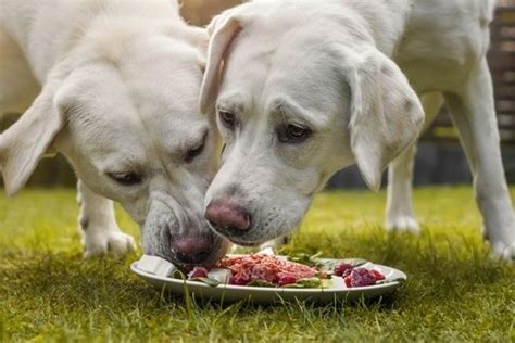 Raw or Cooked Meat for Dogs — Which Dog Food Is …