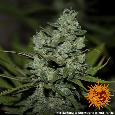 ! COOKIES KUSH™ Cannabis Seeds | BARNEYS FARM®