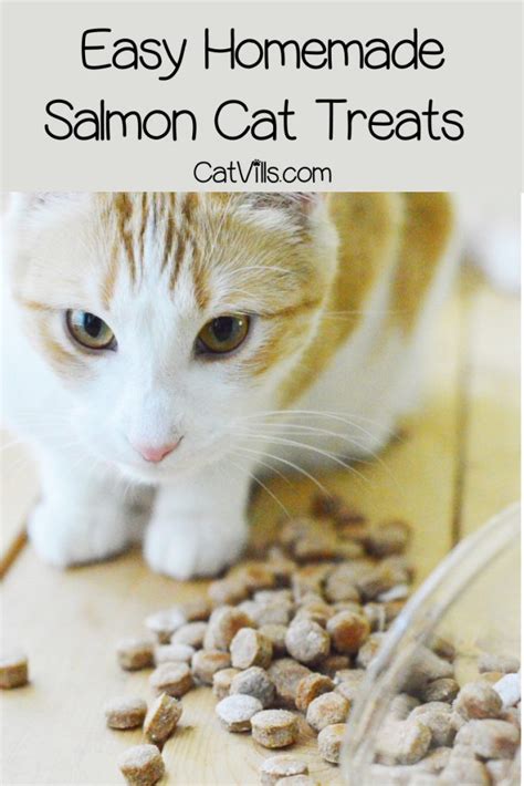 Homemade Salmon Cat Treats Recipe - CatVills