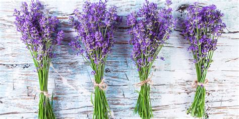 How to Grow Lavender, Plus 30 Great Ways to Use It