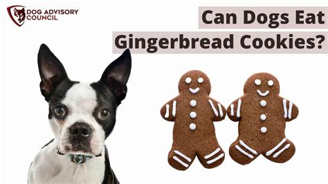 Can Dogs Eat Gingerbread Cookies? (Plus A Dog Safe …