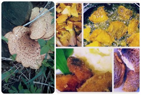 How to cook pheasant’s back or dryad’s saddle mushrooms