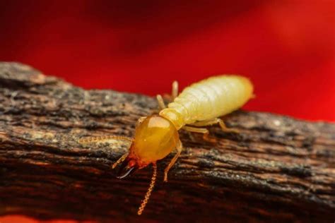 6 Termite Control Natural Methods to Eradicate the Pest …