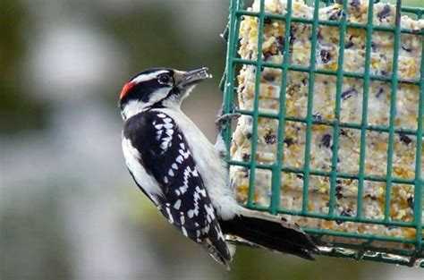 5 Homemade Suet Recipes for Feeding Birds - Birds and …