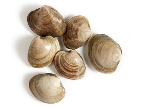 A Guide for Buying and Cooking Clams : Recipes and …