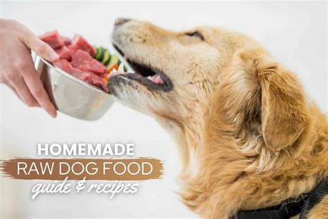 Homemade Raw Dog Food Guide: Easy BARF Diet Recipes