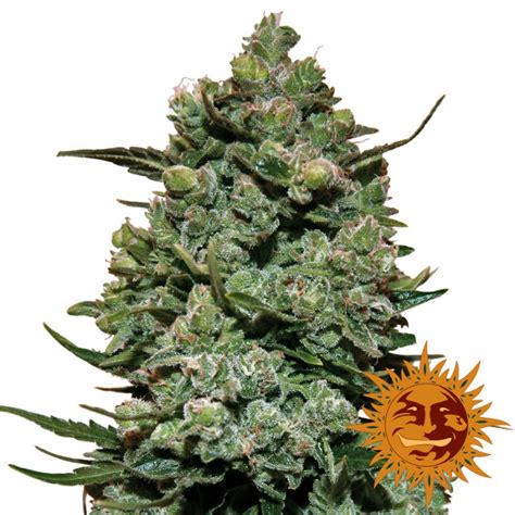 Cookies Kush - Cannabis Seeds - SeedMasters.com
