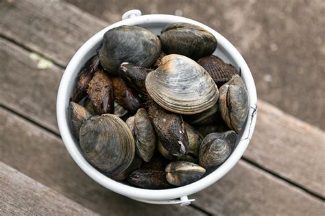 How to Buy, Store, and Cook Clams - Simply Recipes