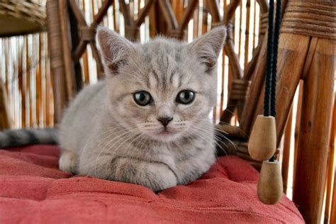 4 Easy Recipes for Homemade Kitten Formula - Excited Cats