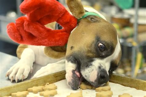 Dog-Friendly Gingerbread Cookie Treats For North Pole Pups