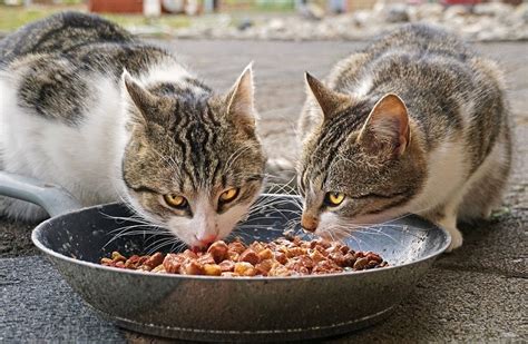9 Homemade Cat Food Recipes (Vet Approved) - Excited …
