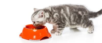 Kitten Formula Recipes: How to Prepare the Best One?
