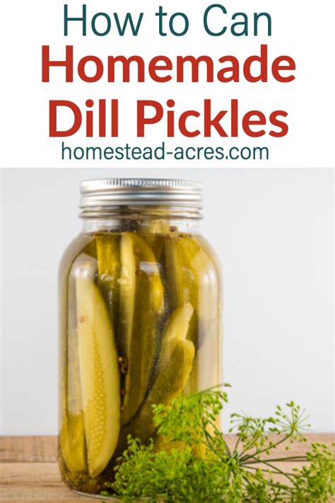 How To Make Dill Pickles (Easy Canning Recipe)