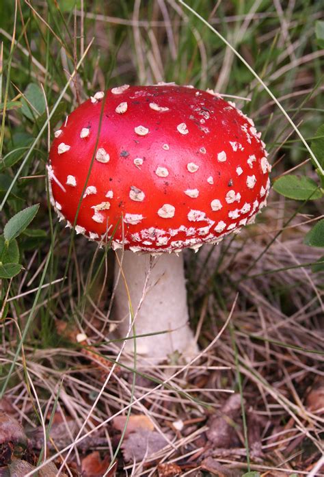 Mushroom - Wikipedia