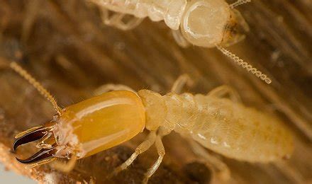 Termites - Cook's Pest Control