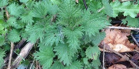 How to make a nourishing herbal stinging nettle infusion